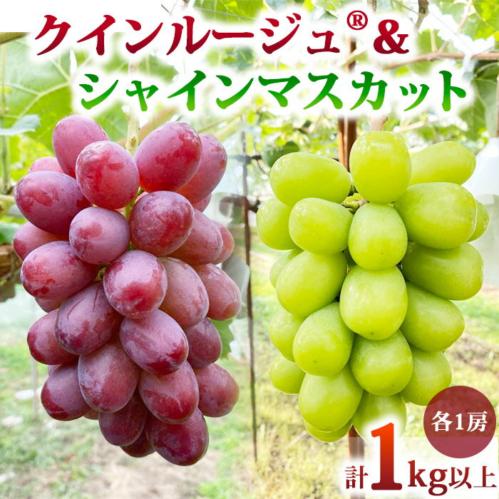 【ふるさと納税】先行受付2025年発送【おぎはら園】農家直送！朝採れシャインマスカット＆クイーンルージュ®約1kg（各1房）※2025年9月下旬～10月中旬順次発送