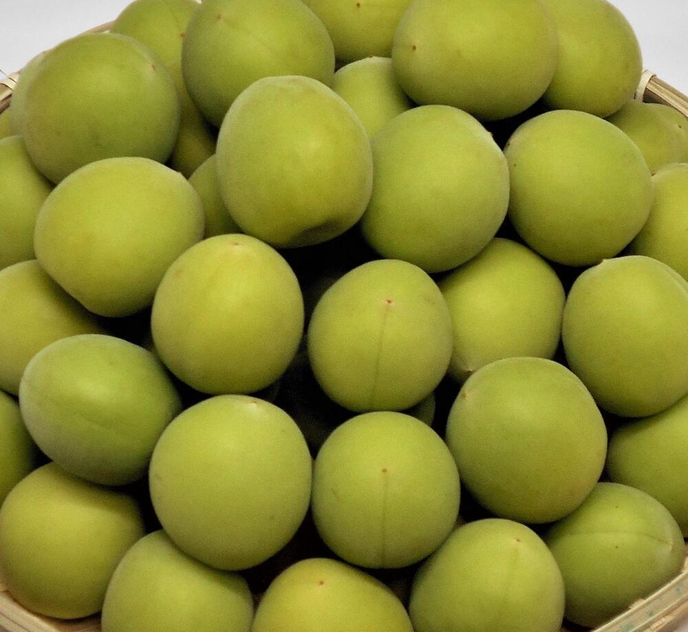 ［梅酒・梅ジュース用］紀州南高梅5kg（3Lサイズ） 304018_AV12