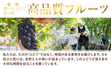 ぶどう ナガノパープル 1房 450g 株式会社ヤマナカ茨城県 結城市 アッシーリス 種なしぶどう たねなし 皮ごと食べられるフルーツ 旬 果物 冷蔵便  《8月中旬-9月下旬頃出荷》