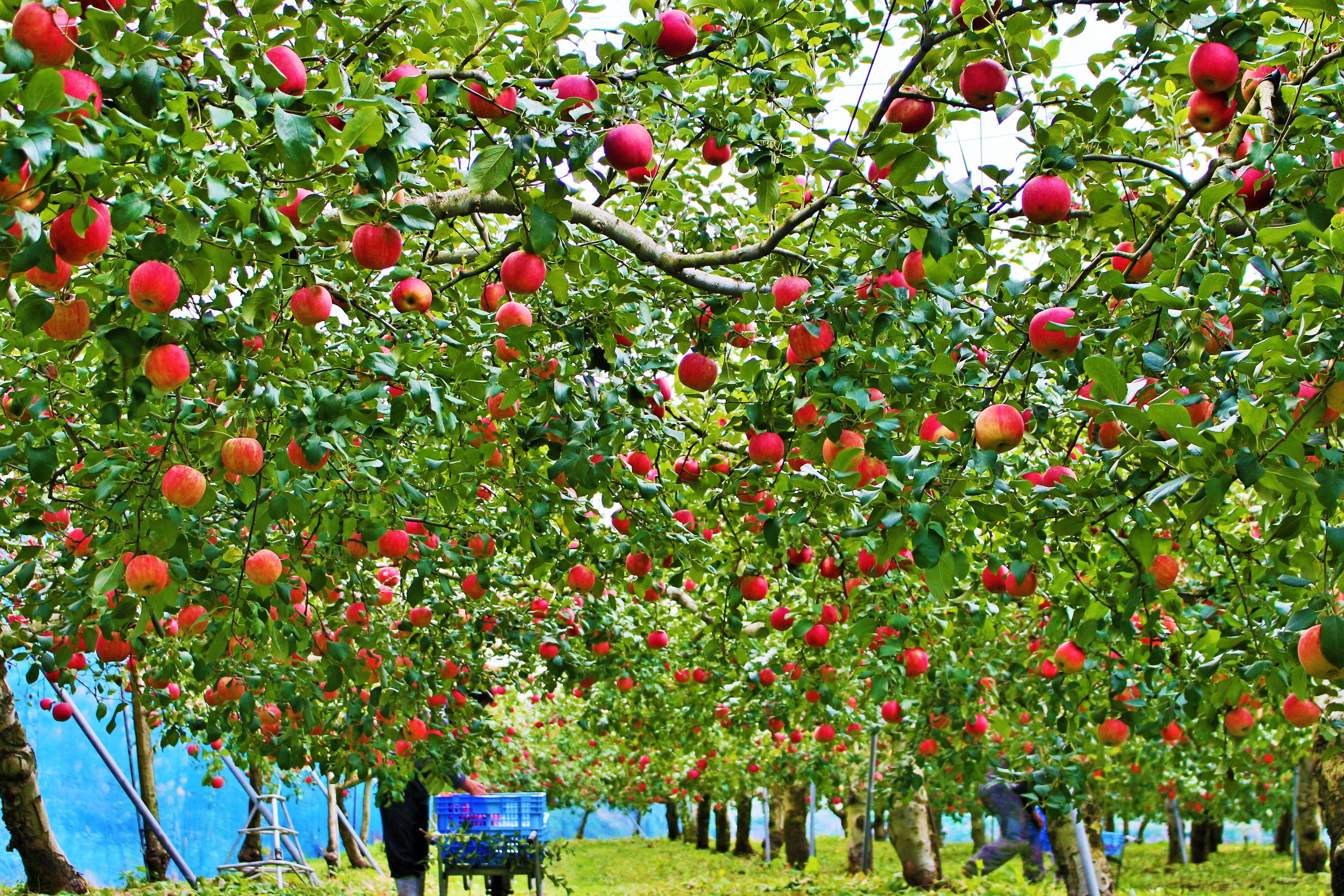 暖かい日は氷を入れたグラスに注いでお飲みいただけるとより一層美味しくいただけます。