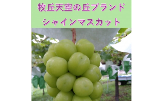 ＜2026年発送＞9月中旬発送「牧丘天空の丘シャインマスカット」約1kg(2～3房)【1473199】