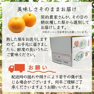 【今秋収穫分予約受付】新高 5kg 7～10玉 しろいの梨 JA西印旛農産物直売所やおぱぁく