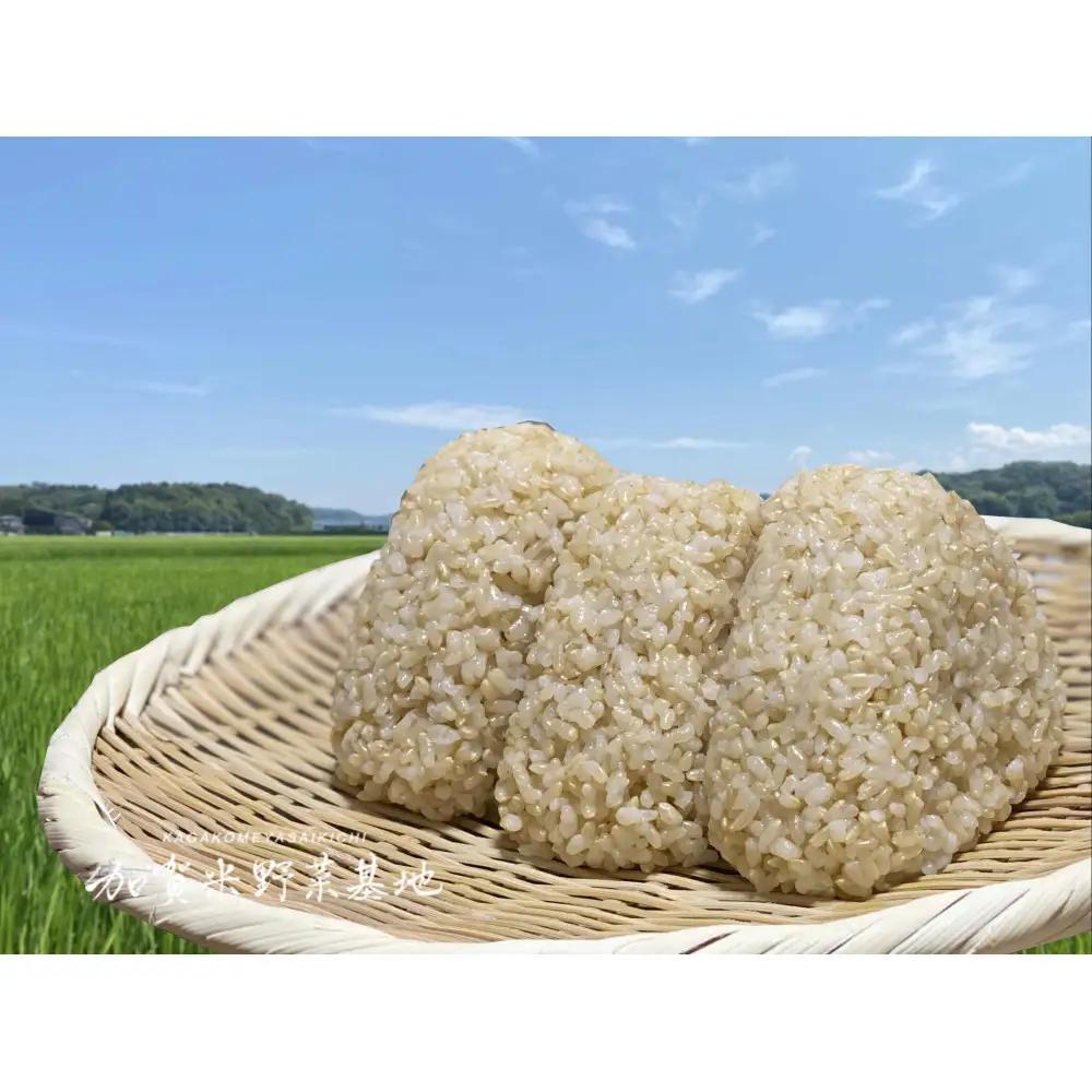 【12ヶ月定期便】【お米番付優秀賞受賞農家】日本一粒の大きいお米『いのちの壱』玄米10kg×12回