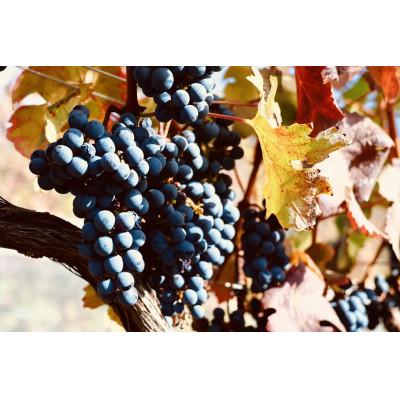 ふるさと納税 韮崎市 花菱 メルロー&カベルネ・ソーヴィニヨン2022 750ml |  | 02