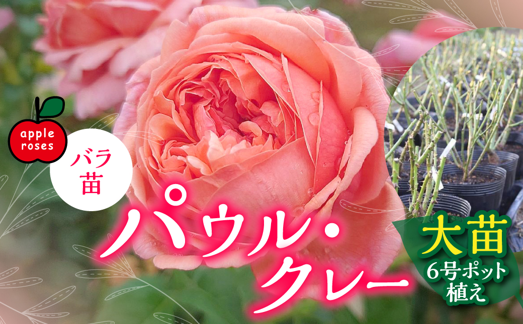 【Apple Roses】バラ苗『パウル・クレー』大苗6号ポット植え　 HNNH003