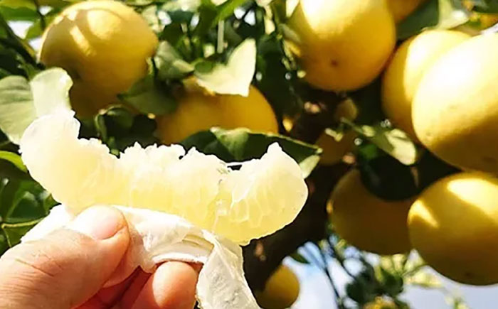 【先行予約】 千光士農園の土佐文旦 約5kg 家庭用 〈2026年2月中旬より発送〉 / 文旦 ぶんたん ブンタン 土佐文旦 柑橘 果物 フルーツ デザート 春 期間限定 季節限定 土佐 高知 【株式