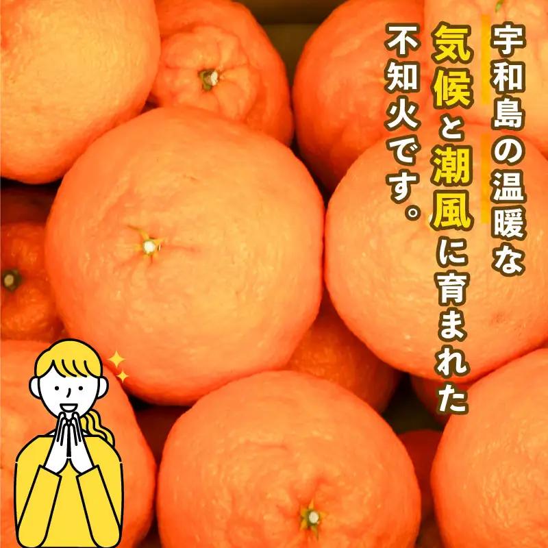 みかん 訳あり 不知火 ( デコポン と同品種) 約 5kg スーパー山田屋 先行予約 しらぬい 甘い 果物 くだもの フルーツ 柑橘 mikan 蜜柑 愛媛蜜柑 愛媛みかん わけあり サイズ 不揃い
