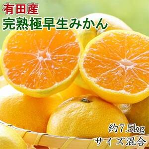 【手選別】紀州有田の完熟極早生みかん約7.5kg(サイズ混合) (日高町)【1217620】