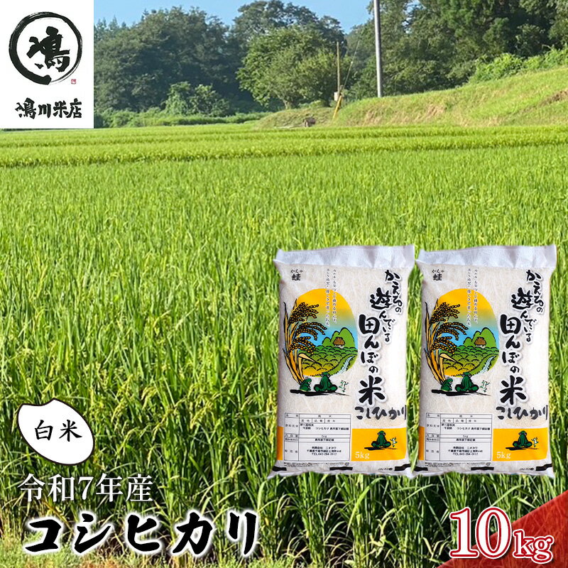 【ふるさと納税】令和7年 コシヒカリ　白米　10kg お米 精米 粘りつやつや 甘み 美味しい 新鮮