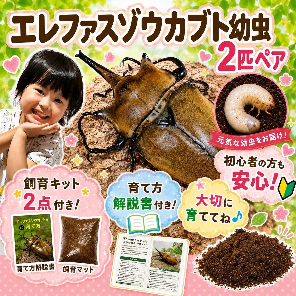 【虹色Farm】エレファスゾウカブト 幼虫2匹(ペア) ～初心者の方も安心！飼育キット２点付(育て方解説書・飼育マット)｜京都 カブト 人気