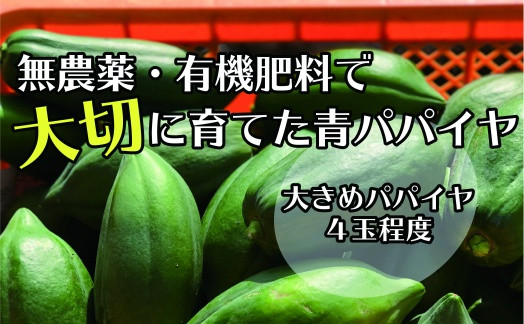 【先行予約】無農薬・有機肥料で大切に育てた 青パパイヤ【大きめパパイヤ4玉程度】