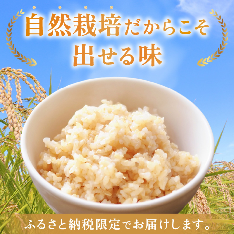【先行予約】【令和8年産】コシヒカリ 玄米 5kg 化学肥料 農薬不使用 自然栽培米 / 北陸 福井県産 あわら市 ブランド米 玄米 お米 コメ ※2026年10月上旬以降順次発送予定 [aw138-b001]