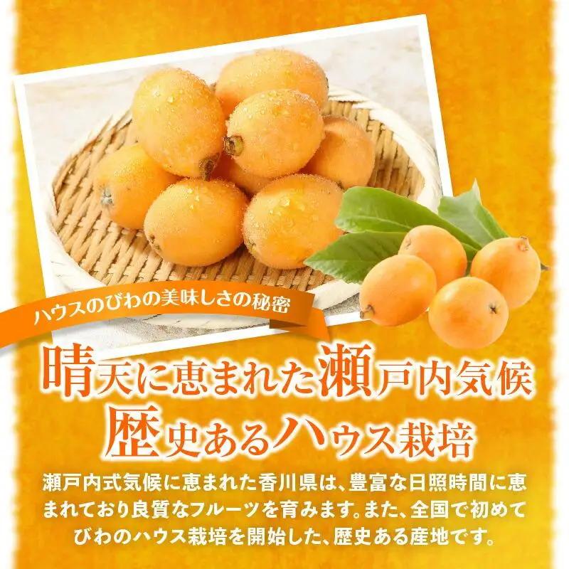 ハウスびわ 約1kg【2026-4月中旬～2026-5月上旬配送】| びわ