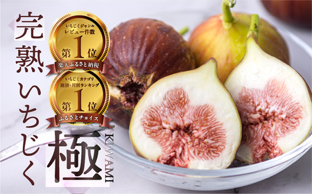 先行予約 完熟 いちじく［極］ 2027年5月中旬-お届け いちじく イチジク フルーツ 果物 いちじく 