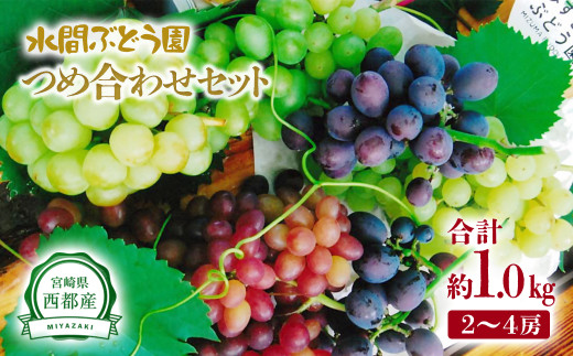 シャインマスカット入り 完熟ぶどうお任せ詰め合わせセット 1kg 【水間ぶどう園】個数限定【先行予約】＜1.1-3＞