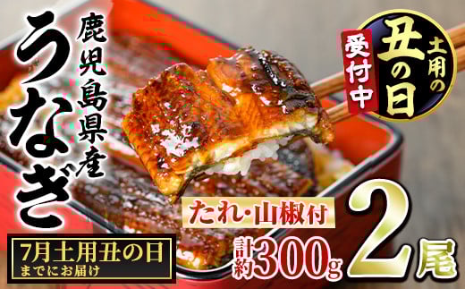 【0124314a-2507】＜7/19の丑の日(一の丑)までにお届け＞東串良町のうなぎ蒲焼(無頭)(2尾・計約300g・タレ、山椒付)うなぎ 高級 ウナギ 鰻 丑の日 国産 蒲焼 蒲焼き たれ 鹿児島 ふるさと 人気【アクアおおすみ】