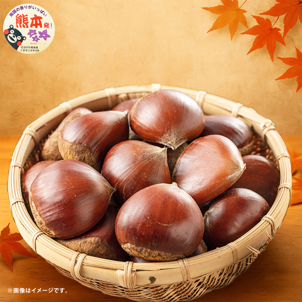 【ふるさと納税】＜選べる内容量＞ 生栗 クリ 大粒 2L以上 ( 約2kg / 約3kg ) 栗 くり 和栗 マロン 焼き栗 栗ご飯 栗きんとん マロングラッセ モンブラン 冷蔵 熊本県産 国産 熊本県 熊本市 送料無料 【2026年9月上旬～10月上旬迄発送予定】