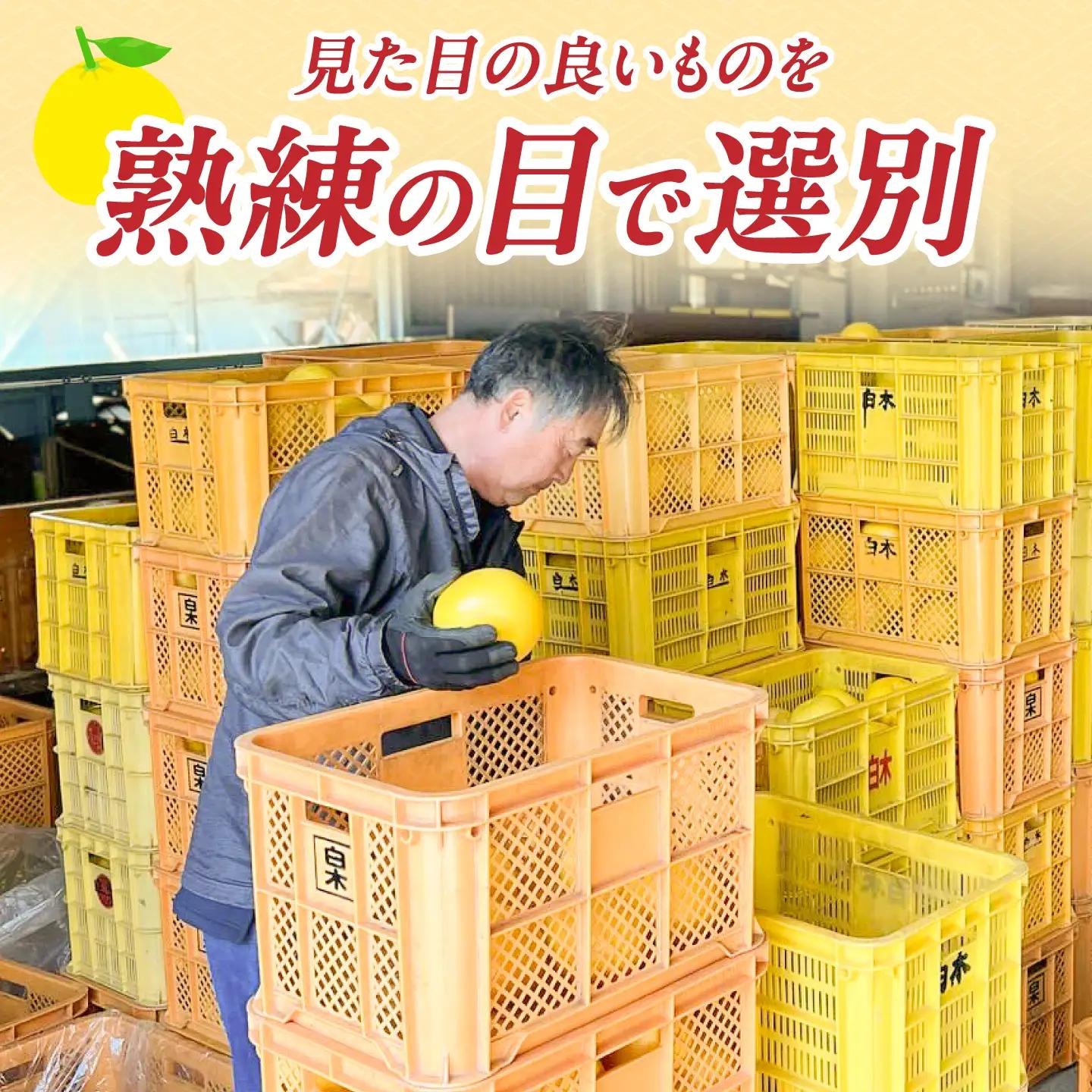 【先行予約】果樹園直送！土佐文旦 特選品贈答用（3L?4Lサイズ）約3kg（5個入り） 高知県土佐市 【株式会社SHIRAKI】 [BQAI002]