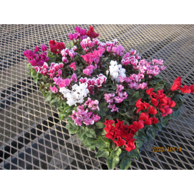 
                  ガーデンシクラメン詰め合わせ　3号(直径9cm)ポット×24鉢【1221454】
                