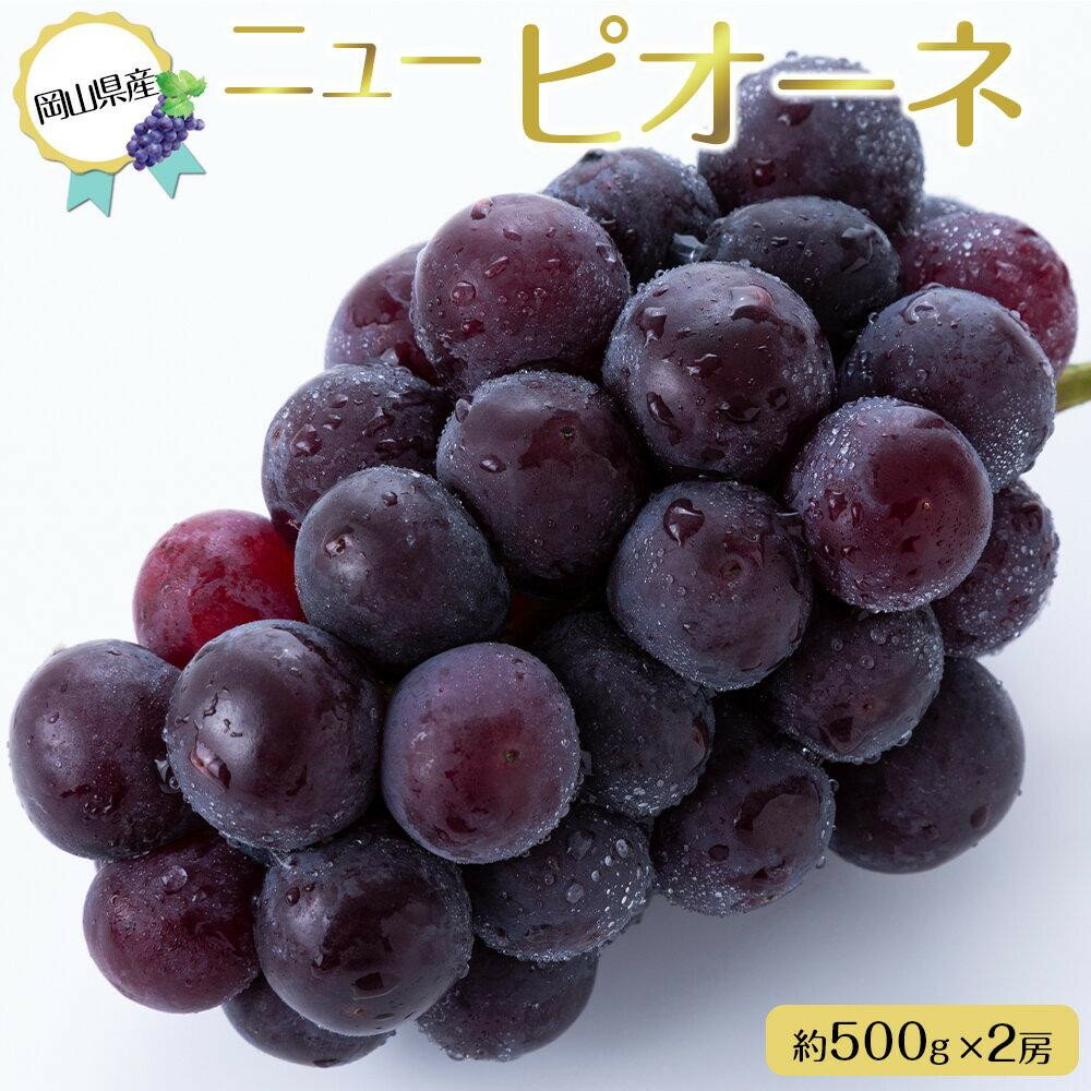 【ふるさと納税】＜選べる内容量＞岡山県産 ぶどう 2026年 ニュー ピオーネ【約500g×2房・約2kg 3～6房】 種無し ブドウ 葡萄 フルーツ 果物 ギフト | 岡山 ピオーネ 岡山県 ぶどう 葡萄 数量限定 果物 フルーツ 送料無料 ご家庭用 詰め合わせ セット