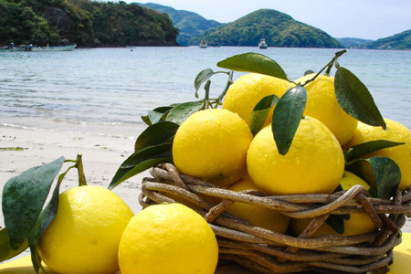 果物 オレンジ みかん ジュース 3種 セット 500ml 計3本 12回 定期便 [善果園 長崎県 平戸市 hr42bgy420350]