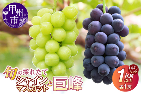 【クール配送】お試しセット！旬の採れたてシャインマスカット＆巨峰 1.0kg以上（各1房）【2026年発送】（HO）B-428 シャインマスカット 巨峰 フルーツ