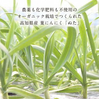 KGP015　緊急支援 人気海鮮 芸西村厳選1本釣り本わら焼き「芸西村本気の極カツオのたたき（3～4人前）有名番組で紹介の有機無添加土佐にんにくぬた・タレ付き」高知県共通返礼品 かつお タタキ 海鮮 