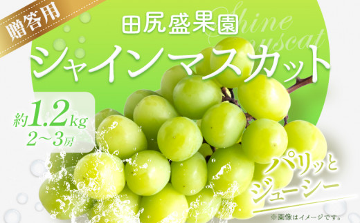 秀品 贈答用 シャインマスカット 1.2kg(2~3房)《2026年8月下旬-9月中旬頃出荷》田尻盛果園 フルーツ 果物 マスカット ぶどう
