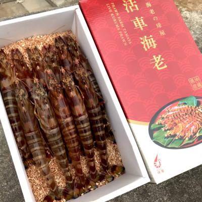 ふるさと納税 宜野座村 【養殖場から直送】活き車海老 超大物サイズ 約500g(12〜13尾/約17cm) |  | 01