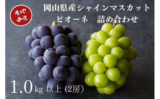 【2026年先行予約】 厳選 岡山県産 シャインマスカット・ピオーネ 詰め合せ 1.0㎏以上 2房 / 産地直送 朝採れ ぶどう 食べ比べ 先行予約 フルーツ 真庭市 【kgftmt008-02】