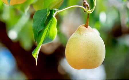 梨 2024年 先行予約 鴨梨（ヤーリー）5～7玉 約3kg 贈答箱 ナシ なし 岡山県産 国産 フルーツ 果物 ギフト 石原果樹園 [No.5220-0571]