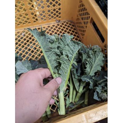 ふるさと納税 秦野市 【2026年3月発送予定】「春の茎ブロッコリー(アレッタ)」1300g from 名水の里 秦野 |  | 01