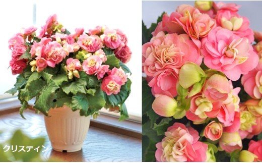 ベゴニア鉢植え「おまかせセット」