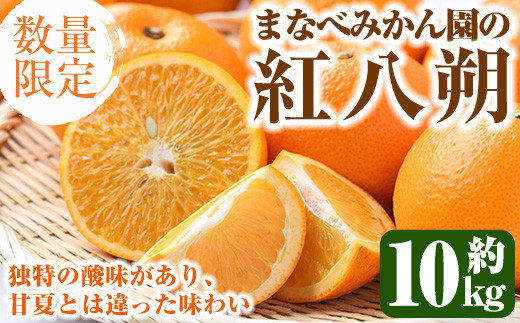 
                  ＜先行予約受付中！2027年2月上旬以降順次発送予定＞まなべみかん園の紅八朔(約10kg) 国産 鹿児島県産 阿久根市産 柑橘類 みかん ミカン 蜜柑 果物 フルーツ べにはっさく 期間限定 数量限定 贈答用 ギフト デザート【有限会社まなべみかん園】akn034-05
                