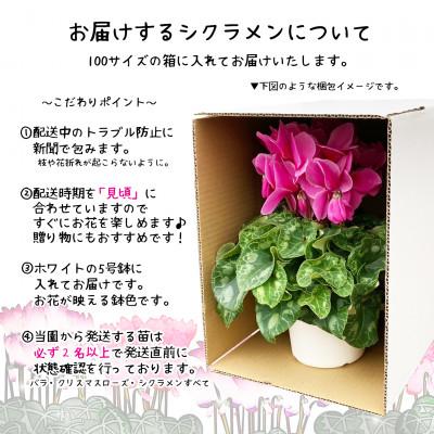 ふるさと納税 花巻市 花巻温泉バラ園で育った「シクラメン」5号鉢 <2026年11月より順次発送> |  | 03