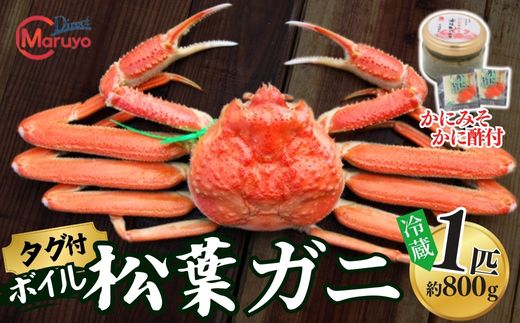 【先行予約】【ボイル松葉がに 1匹（約800g）かにの身入りかにみそ 三杯酢付 冷蔵】令和7年11月中旬以降、順次配送予定 配送前に事前連絡いたします 香住・山陰沖で水揚げされた新鮮な松葉がにを熟練の職人が茹で上げ カニの本場 香住 新鮮 国産 鍋 かにすき 脚 足 爪 身 肩 兵庫県 香美町 香住 柴山 ズワイガニ マルヨ食品 マルヨダイレクト 17-30