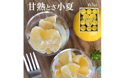 ＜先行予約＞甘熟とさ小夏 約3kg S～Lサイズ 特選品 贈答用 果物 柑橘 フルーツ 日向夏 ニューサマーオレンジ こなつ 小夏 すくも小夏 宿毛小夏 みかん 高知県 土佐市 お取り寄せ 産地直送 