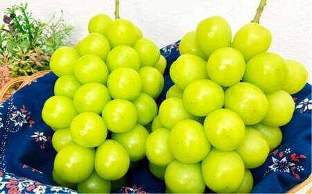 訳あり家庭用シャインマスカット摘み落とし1kg以上 マスカット ぶどう ブドウ 葡萄 グレープ フルーツ 果物 デザート おやつ 種なし 皮ごと 旬 岡山県 美咲町 【2026年9月上旬から10月上旬