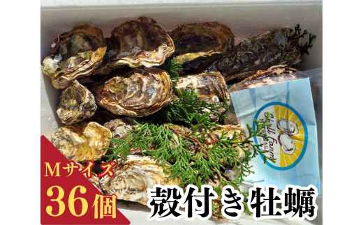 牡蠣 冷蔵 かき 36個 加熱用 殻付き Mサイズ 料理 カキフライ オイスター おつまみ お弁当 おかず 惣菜 グラタン BBQ バーベキュー ごはん 魚介 海鮮 お中元 お歳暮 牡蠣鍋 シェルファームみつなが 伊勢 志摩 三重県 南伊勢町 20000円 20000円以下 2万円以下