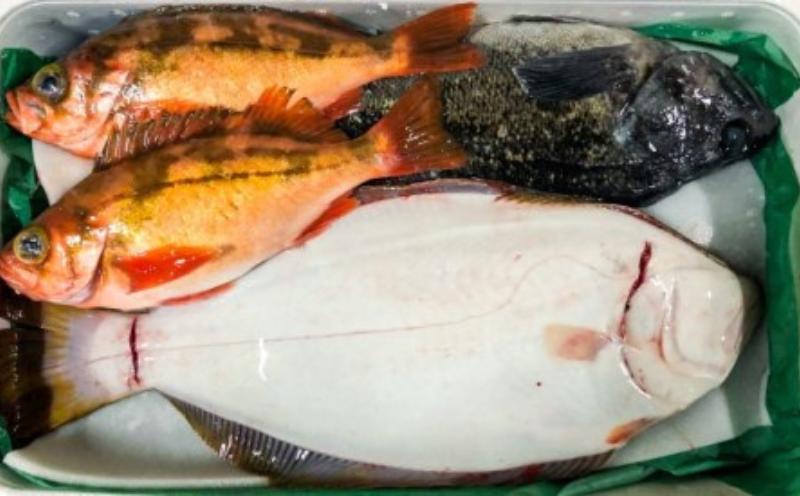 
【1月発送開始】おさかなマイスター厳選　冬の魚介類BOX　(M)
