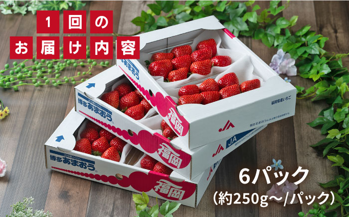 【先行予約】【全2回定期便】【2025年2月より順次発送】糸島産【春】 あまおう 6パック 毎月計1.5kg 糸島市 / 南国フルーツ株式会社 [AIK027]