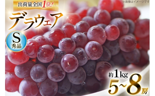 【期間限定発送】 デラウェア 秀品 5～8房 約 1kg [治右衛門果樹園 山形県 高畠町 tk06ays830010] ぶどう 種無し ブドウ 葡萄 くだもの 果物 フルーツ 産地直送 農家直送 期間限定 甘い