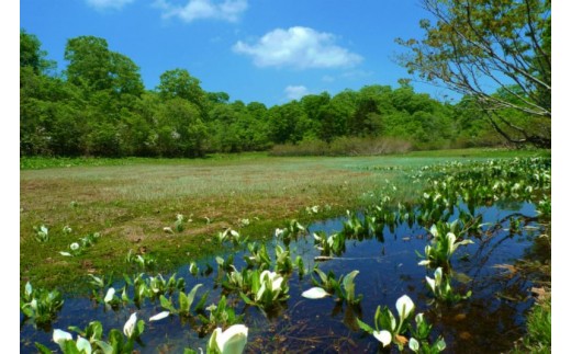 飛騨市 ガイドツアー 自然案内人と歩く天生（あもう）高層湿原ハイキング　1申込みで8名様まで対応