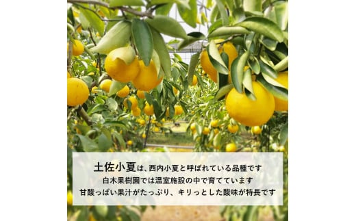先行予約　＜白木果樹園＞ 土佐小夏 訳ありご家庭用 約5kg 5キロ こなつ 柑橘 かんきつ 柑橘類 フルーツ 日向夏 ニューサマーオレンジ 西内小夏 果物 くだもの 果実 デザート おやつ ジュース ジャム 美味しい ご自宅用 訳アリ