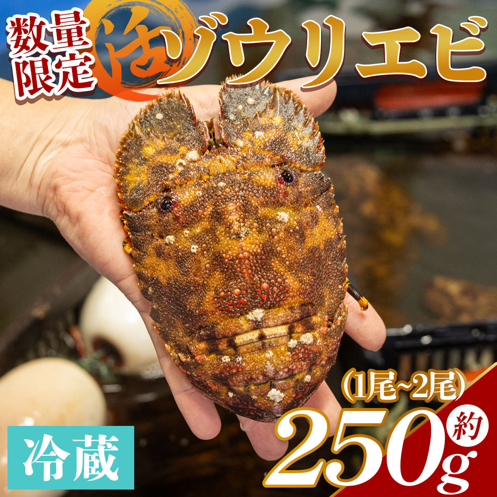 【ふるさと納税】【数量限定】活 ゾウリエビ 計250g（1尾～2尾) eb-0018 - 国産 エビ えび 海鮮 魚介 産地直送 プリプリ 味噌汁 刺身 焼き物 汁物 えび蔵 高知県 香南市【冷蔵】