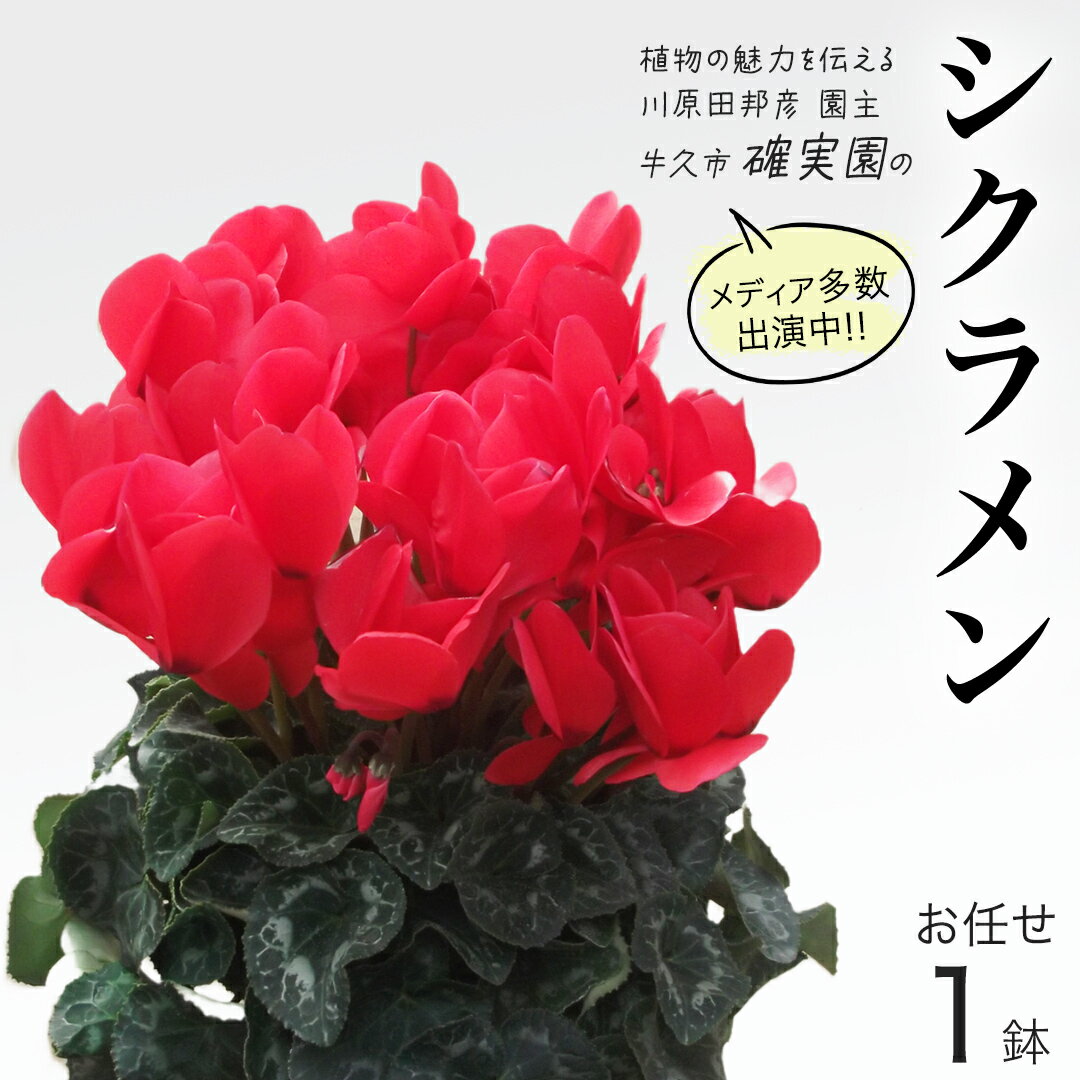 【ふるさと納税】シクラメン＜ おまかせ 1点 ＞ 先行予約 ガーデニング 花 はな フラワー 鉢 鉢植え 常温 ギフト プレゼント 贈り物 贈答 牛久市 確実園