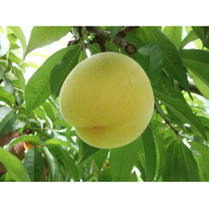 黄金桃(6～8玉)/80【配送不可地域：離島】【1299729】