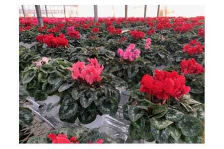 石岡育ちの シクラメン ピンク系 6号鉢 クリスマス フラワー ギフト プレゼント 鉢植え 鉢花 冬 花 茨城県 石岡市 国産 送料無料 産地直送 (G777) (F12-002)