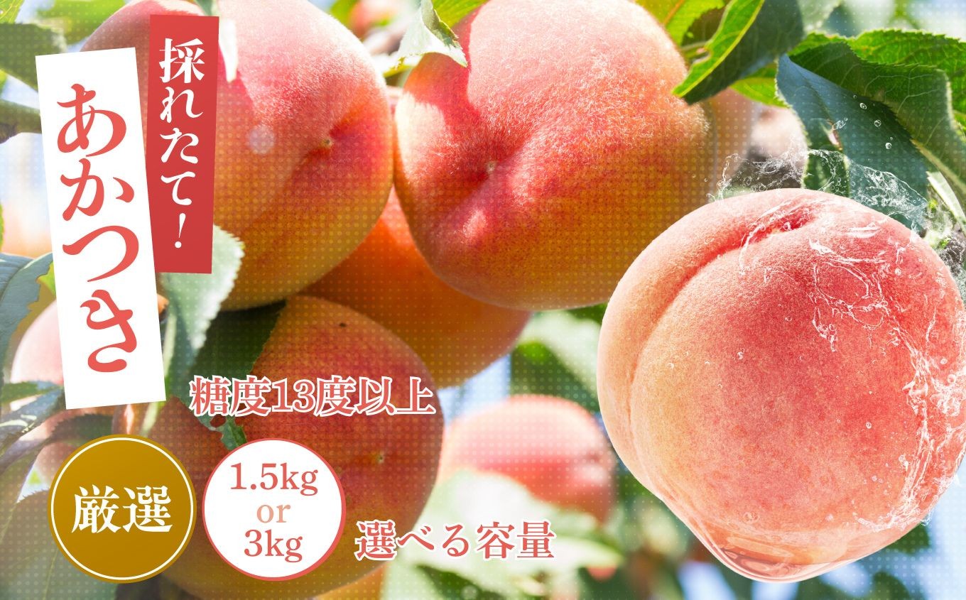 
            【2026年先行予約】 桃 あかつき 糖度 13度 以上【選べる容量】約1.5kg 約3kg | 果物 くだもの フルーツ 桃 あかつき モモ もも 長野県 信州 南信州 飯田市
          