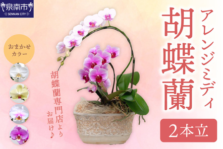 アレンジミディ胡蝶蘭 2本立【008C-008】